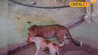 रोंगटे खड़े कर देगा यह Video! घर के बाहर सो रहे श्वान पर लेपर्ड का हमला, 10 मिनट तक मौत से लड़ता रहा बेजुबान