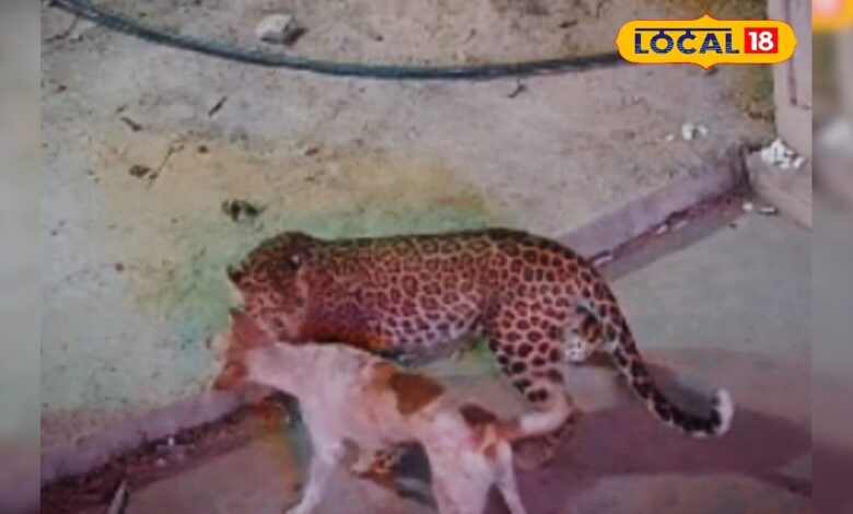 रोंगटे खड़े कर देगा यह Video! घर के बाहर सो रहे श्वान पर लेपर्ड का हमला, 10 मिनट तक मौत से लड़ता रहा बेजुबान