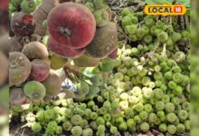 रोज एप्पल कहें या गुलाब जामुन! स्वाद ऐसा जैसे मुंह में घुला हो गुलकंद, गर्मी में धूम मचाता है बांग्लादेशी फल