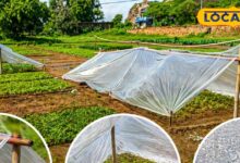 लू में भी हो सकती है हरी फसल! भरतपुर के किसानों का देसी जुगाड़, बांस-पॉलिथीन शेड से बचा रहे हैं पौध