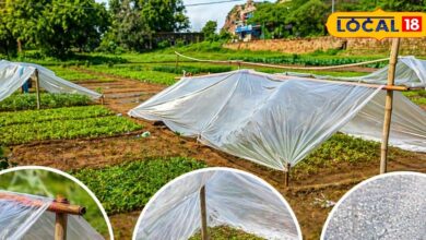 लू में भी हो सकती है हरी फसल! भरतपुर के किसानों का देसी जुगाड़, बांस-पॉलिथीन शेड से बचा रहे हैं पौध