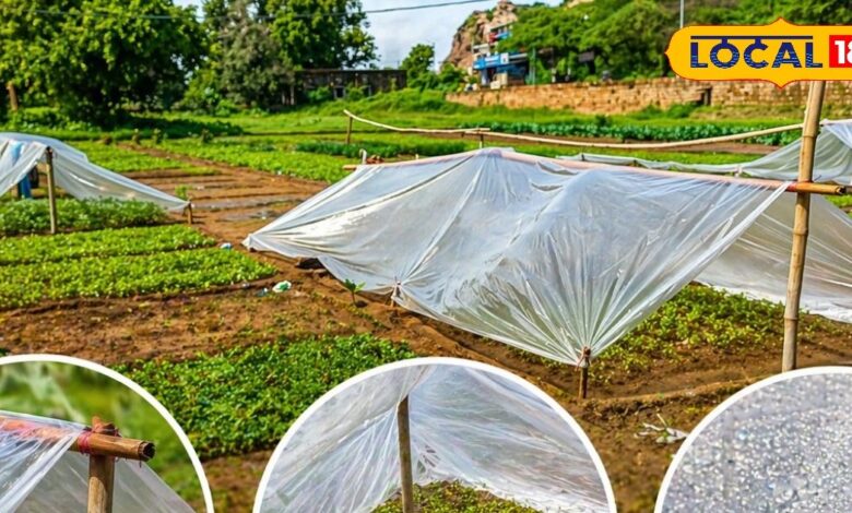 लू में भी हो सकती है हरी फसल! भरतपुर के किसानों का देसी जुगाड़, बांस-पॉलिथीन शेड से बचा रहे हैं पौध
