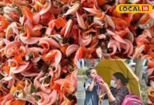 लू से बचने का देसी फॉर्मूला! पलाश के फूलों से बच्चों को मिलेगी ठंडक, गर्मी में है आसान और असरदार बचाव का तरीक