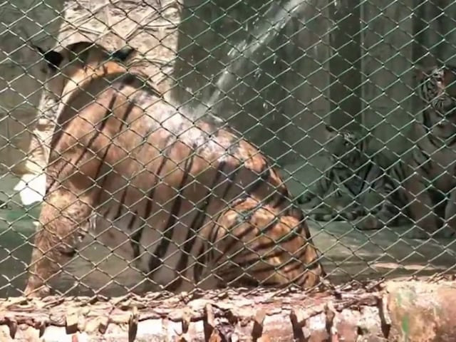 वाह राजा...गर्मियों में ठंडे-ठंडे पानी की फुहारें और कूलर की मस्त हवा