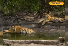 सरिस्का में बाघों का कुनबा बढ़ा, शावकों के साथ ST-19 ने दी पर्यटकों को शानदार साइटिंग, संख्या 50 के पार – News18 हिंदी