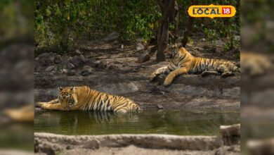 सरिस्का में बाघों का कुनबा बढ़ा, शावकों के साथ ST-19 ने दी पर्यटकों को शानदार साइटिंग, संख्या 50 के पार – News18 हिंदी