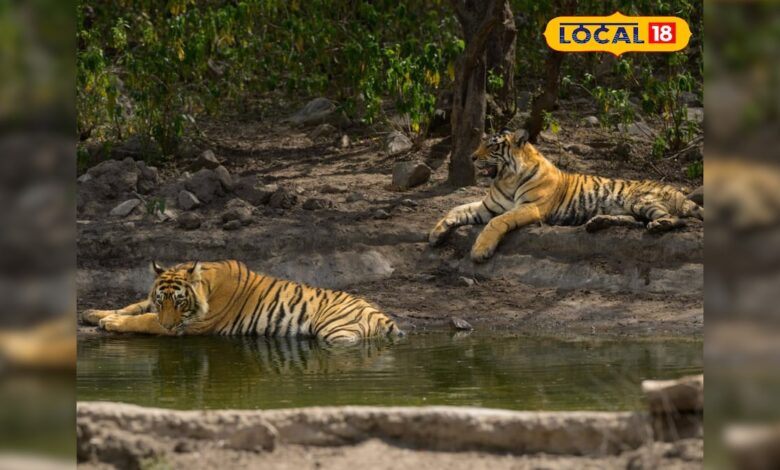 सरिस्का में बाघों का कुनबा बढ़ा, शावकों के साथ ST-19 ने दी पर्यटकों को शानदार साइटिंग, संख्या 50 के पार – News18 हिंदी