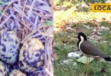 सीकर में टिटहरी के 4 अंडों ने बढ़ाई उम्मीद! क्या इस बार 4 महीने बरसेगा पानी, किसानों में खुशी की लहर