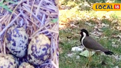 सीकर में टिटहरी के 4 अंडों ने बढ़ाई उम्मीद! क्या इस बार 4 महीने बरसेगा पानी, किसानों में खुशी की लहर