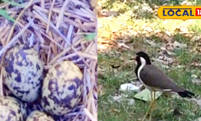 सीकर में टिटहरी के 4 अंडों ने बढ़ाई उम्मीद! क्या इस बार 4 महीने बरसेगा पानी, किसानों में खुशी की लहर