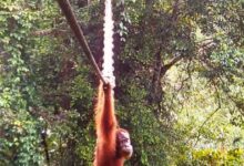 सुमात्रा के जंगलों में चमत्कार! जब ओरांगुटान ने पार किया इंसानी पुल तो झूम उठे वैज्ञानिक, देखिए दुर्लभ वीडियो