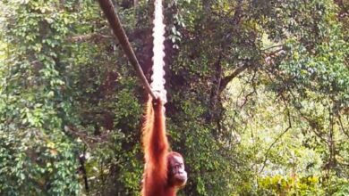 सुमात्रा के जंगलों में चमत्कार! जब ओरांगुटान ने पार किया इंसानी पुल तो झूम उठे वैज्ञानिक, देखिए दुर्लभ वीडियो