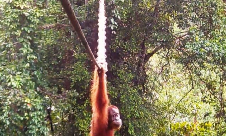 सुमात्रा के जंगलों में चमत्कार! जब ओरांगुटान ने पार किया इंसानी पुल तो झूम उठे वैज्ञानिक, देखिए दुर्लभ वीडियो