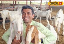 सोजत बकरी नहीं, नोट छापने की है मशीन… कम पानी व चारे में भी हो जाती है जबरदस्त कमाई – News18 हिंदी