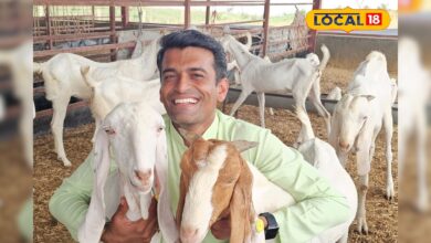 सोजत बकरी नहीं, नोट छापने की है मशीन… कम पानी व चारे में भी हो जाती है जबरदस्त कमाई – News18 हिंदी