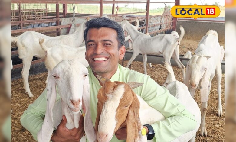 सोजत बकरी नहीं, नोट छापने की है मशीन… कम पानी व चारे में भी हो जाती है जबरदस्त कमाई – News18 हिंदी