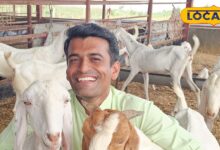 सोजत बकरी पालन बाड़मेर मुनाफे का सौदा | Sojat Goat Farming Barmer Profit