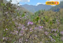 हिमाचल में 4000 फीट ऊंचाई पर उगती ये बूटी, पेट खराब हो या बावासीर...चुटकियों में आराम