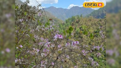 हिमाचल में 4000 फीट ऊंचाई पर उगती ये बूटी, पेट खराब हो या बावासीर...चुटकियों में आराम