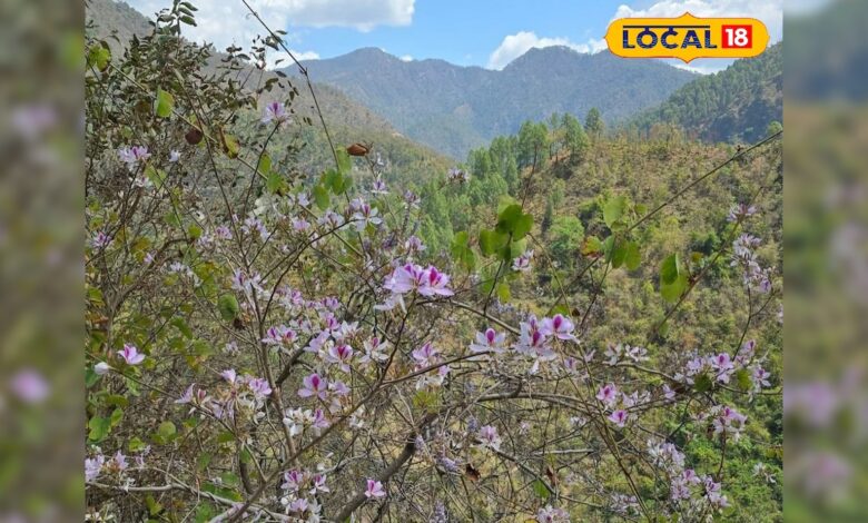 हिमाचल में 4000 फीट ऊंचाई पर उगती ये बूटी, पेट खराब हो या बावासीर...चुटकियों में आराम