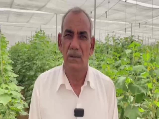 रेगिस्तान में उगाया सोना! ड्रिप और नेट हाउस से किसान ने बना दी करोड़ों की राह