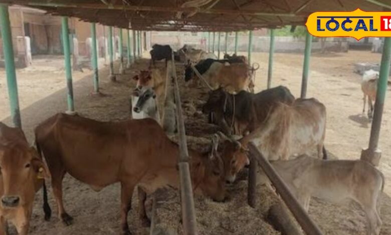 Animal Care Advisory | How to protect livestock from heatstroke during the summer | Animal Care Tips for Summer Heatwave