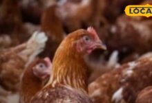 मुर्गीपालन में गर्मी से बचाव के उपाय | Poultry Farming Summer Management Tips | How to Protect Chickens and Chicks from Diseases