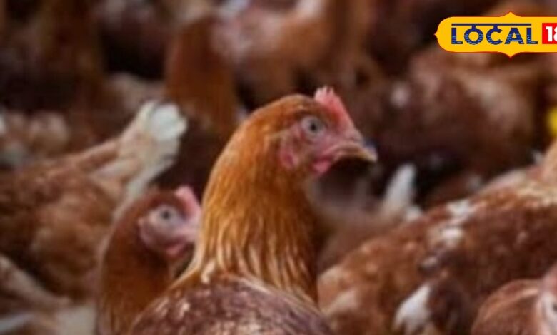 मुर्गीपालन में गर्मी से बचाव के उपाय | Poultry Farming Summer Management Tips | How to Protect Chickens and Chicks from Diseases