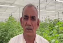 1000 फीट पर सूखा पानी, फिर भी 10 लाख की कमाई! झुंझुनूं के किसान ने नेट हाउस और ड्रिप से बदल दी किस्मत