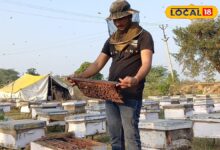 400 MT उत्पादन, टॉप-5 में शामिल, भरतपुर के किसानों की आय का बड़ा जरिया बना मधुमक्खी पालन