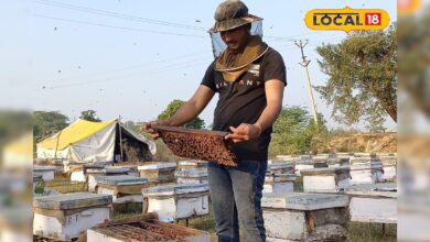 400 MT उत्पादन, टॉप-5 में शामिल, भरतपुर के किसानों की आय का बड़ा जरिया बना मधुमक्खी पालन