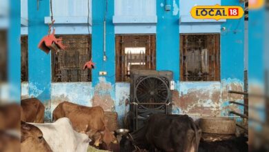 45 डिग्री तापमान में गौवंश बेहाल, बीकानेर के गोशाला में VIP इंतजाम, फिर भी दूध उत्पादन में गिरावट