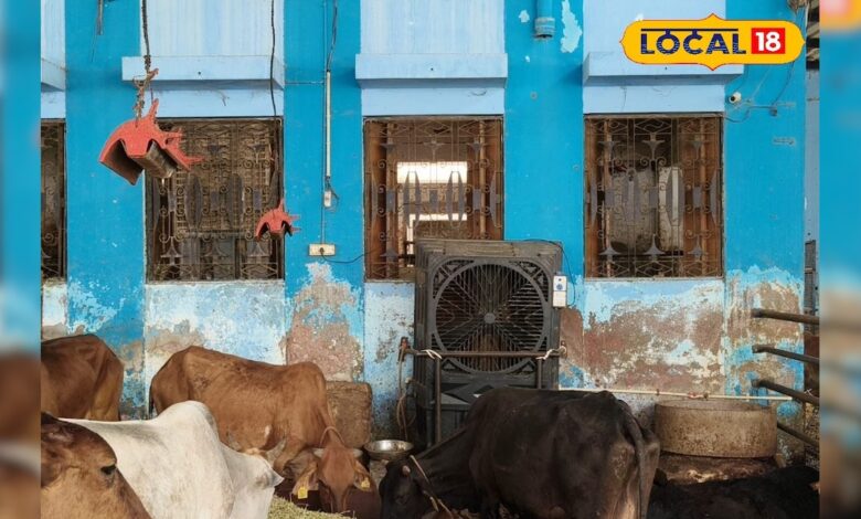 45 डिग्री तापमान में गौवंश बेहाल, बीकानेर के गोशाला में VIP इंतजाम, फिर भी दूध उत्पादन में गिरावट