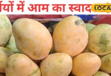700 रुपये किलो बिक रहा ‘आम का राजा’! जयपुर में हापुस आम की जबरदस्त डिमांड, लगा खास मेला