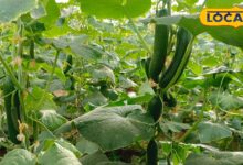 Agricultural Success Story | किसान श्रीराम काजला की सफलता की कहानी | Shriram Kajla Agriculture Success Story Jhunjhunu