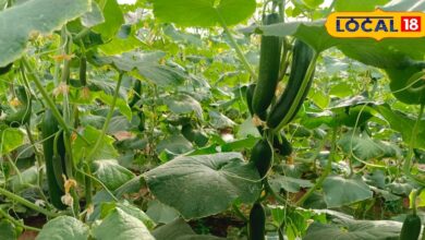 Agricultural Success Story | किसान श्रीराम काजला की सफलता की कहानी | Shriram Kajla Agriculture Success Story Jhunjhunu
