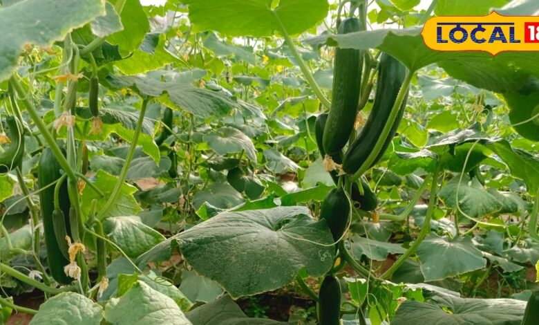 Agricultural Success Story | किसान श्रीराम काजला की सफलता की कहानी | Shriram Kajla Agriculture Success Story Jhunjhunu