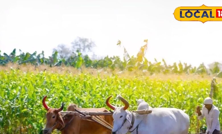 Agricultural Tips | अनाज भंडारण के वैज्ञानिक तरीके | अनाज को सड़ने और कीटों से कैसे बचाएं?