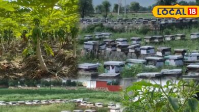 Agriculture News | Honey Farming Tips | Bhilwara Agriculture News