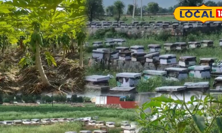Agriculture News | Honey Farming Tips | Bhilwara Agriculture News