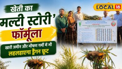 Agriculture Success | खेती का मल्टी स्टोरी फॉर्मूला, खारी जमीन पर खेती | खेती में मुनाफे की ट्रिक