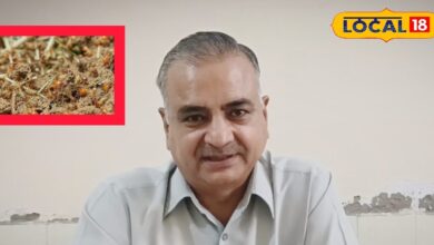 Agriculture Tips: भरतपुर में किसानों के लिए बड़ा खतरा! गर्मी बढ़ते ही खेतों में फैल रही दीमक, फसल बचाने के लिए तुरंत करें ये काम