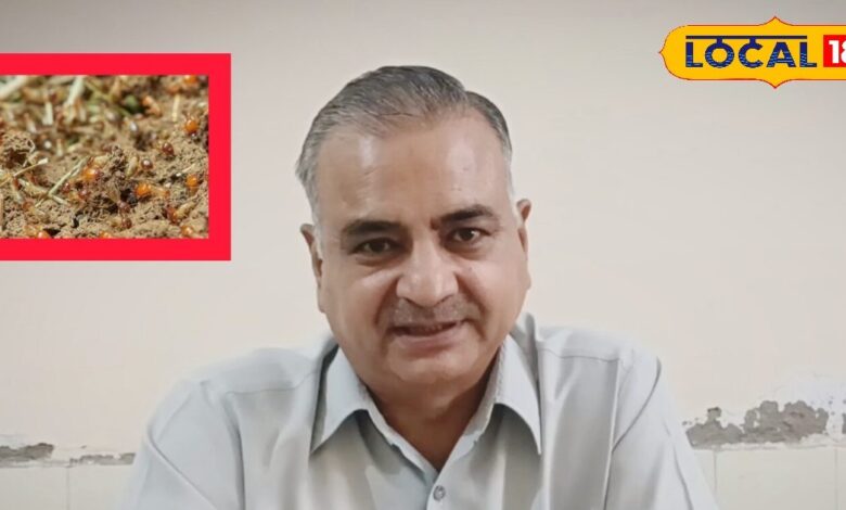 Agriculture Tips: भरतपुर में किसानों के लिए बड़ा खतरा! गर्मी बढ़ते ही खेतों में फैल रही दीमक, फसल बचाने के लिए तुरंत करें ये काम