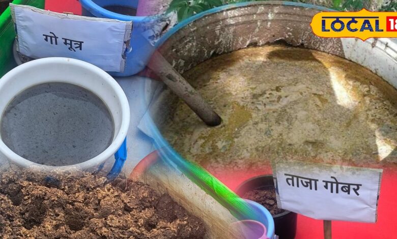 Agriculture Tips: महंगी खाद को कहें बाय-बाय! गाय के गोबर और गोमूत्र से घर पर बनाएं 'सरल संजीवनी', होगी बंपर पैदावार