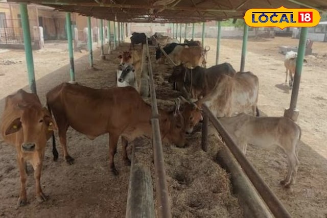 Summer Animal Care: गर्मी में पशुओं को लू से कैसे बचाएं? जानें