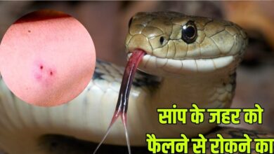 First Aid For A Snakebite: सांप के काटने पर जहर को शरीर में फैलने से रोकने का उपाय