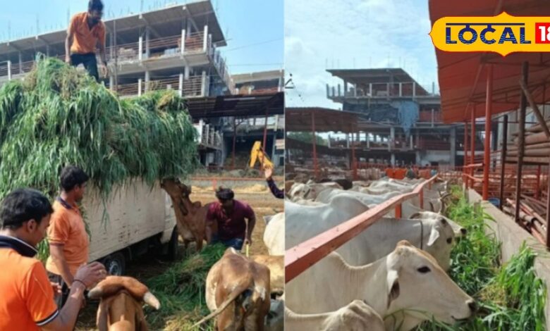 Garmi Me Gaushala | यहां गायों के लिए बना आलीशान अपार्टमेंट, 3 मंजिला इमारत में पल रहीं