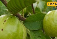 Guava Health Benefits: पेड़ पर उगने वाला यह देसी फल प्रोटीन-विटामिन से भरपूर, फल-पत्ती दोनों में छिपे हैं गुण