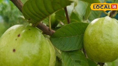 Guava Health Benefits: पेड़ पर उगने वाला यह देसी फल प्रोटीन-विटामिन से भरपूर, फल-पत्ती दोनों में छिपे हैं गुण