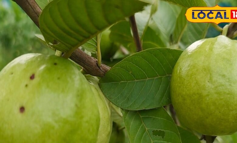 Guava Health Benefits: पेड़ पर उगने वाला यह देसी फल प्रोटीन-विटामिन से भरपूर, फल-पत्ती दोनों में छिपे हैं गुण